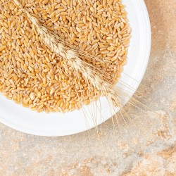 Пшеница фуражная/продовольственная