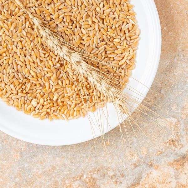 Feed/food wheat